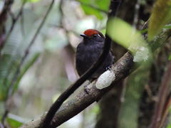Conopophaga castaneiceps