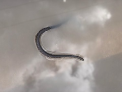 Atractus crassicaudatus