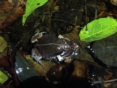 Hypopachus variolosus