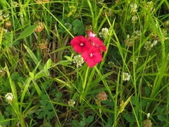Phlox drummondii drummondii