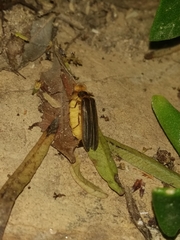 Lamprohiza mulsantii