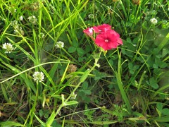 Phlox drummondii drummondii