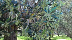Olea europaea