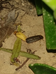 Lamprohiza mulsantii