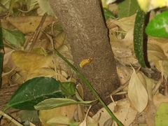 Lamprohiza mulsantii