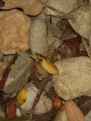 Lamprohiza mulsantii