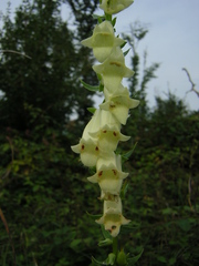 Digitalis lutea