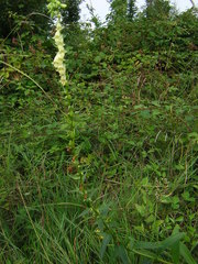 Digitalis lutea
