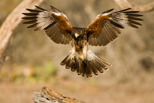 Harris's Hawk, photo 3 of 8