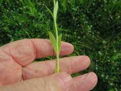 Phlox drummondii drummondii