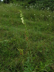 Digitalis lutea