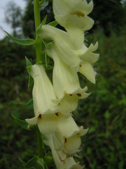 Digitalis lutea