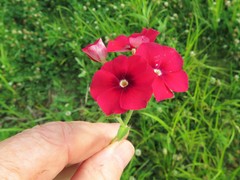 Phlox drummondii drummondii