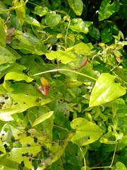 Aristolochia sempervirens