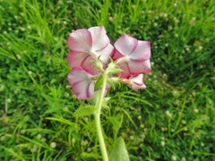 Phlox drummondii drummondii