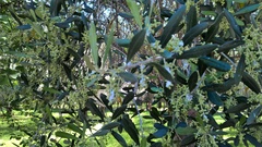 Olea europaea