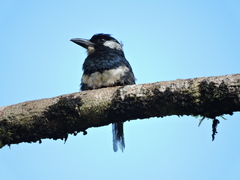 Notharchus pectoralis