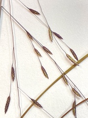 Eragrostis refracta