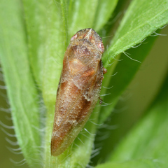 Aphrophora saratogensis