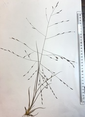 Eragrostis refracta