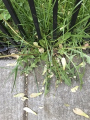 Taraxacum officinale