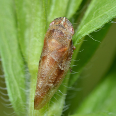 Aphrophora saratogensis