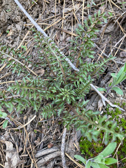 Pedicularis semibarbata