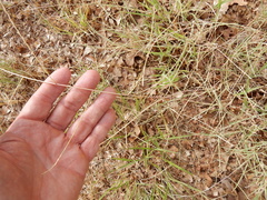 Schedonnardus paniculatus