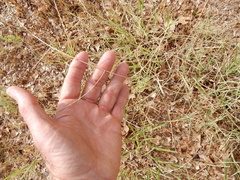 Schedonnardus paniculatus