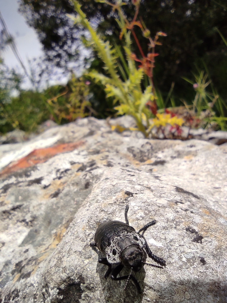 Flat-headed Root-borer