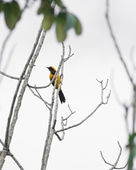 Icterus auricapillus