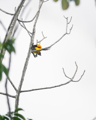 Icterus auricapillus