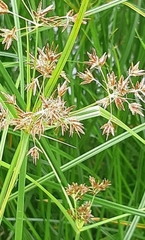 Cyperus longus