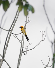Icterus auricapillus