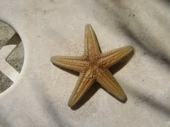 Astropecten platyacanthus