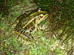 Lithobates brownorum