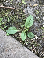 Plantago major