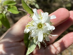Amelanchier stolonifera