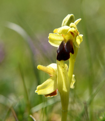 Ophrys fusca funerea