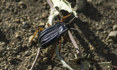 Epipedonota nitida
