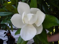 Magnolia grandiflora