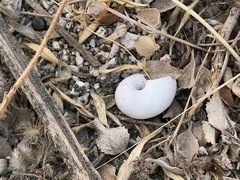 Cahuillus indioensis