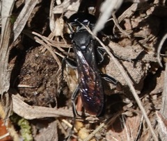 Liris argentatus