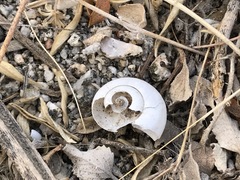 Cahuillus indioensis