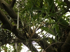 Scaphyglottis fasciculata