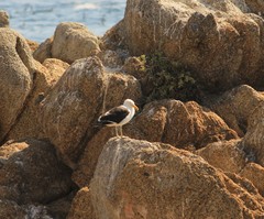 Larus dominicanus dominicanus