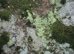 Chrysothrix chlorina