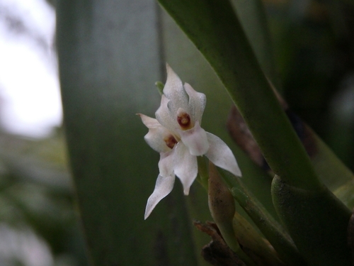 Maxillaria densa, photograph 1