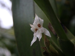 Maxillaria densa
