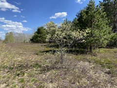 Amelanchier stolonifera
